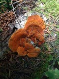 Pycnoporellus fulgens image