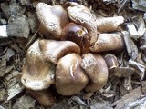 Gymnopus luxurians image