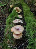 Tricholomopsis rutilans image