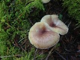 Tricholomopsis rutilans image