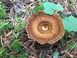 Coltricia perennis image