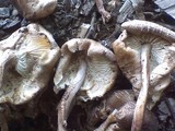 Gymnopus luxurians image