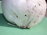 Handkea utriformis var. hungarica image