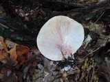 Hygrophorus russula image