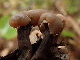 Cudonia circinans image