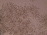 Cudonia circinans image