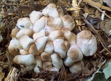 Leucoagaricus meleagris image