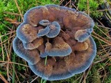 Hydnellum caeruleum image