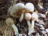 Leucoagaricus meleagris image