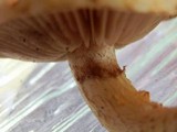 Pholiota limonella image