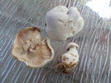 Clitocybe robusta image