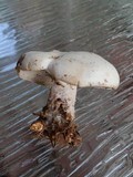 Clitocybe robusta image