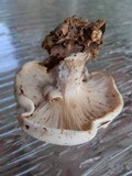 Clitocybe robusta image