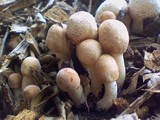 Leucoagaricus meleagris image