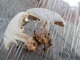 Clitocybe robusta image