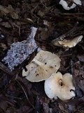 Leucopaxillus laterarius image