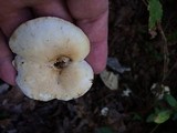 Leucopaxillus laterarius image