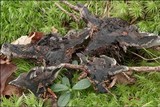 Phellodon niger image