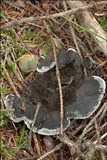 Phellodon niger image