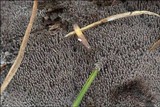 Phellodon niger image