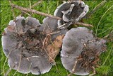 Phellodon niger image