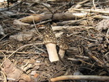 Morchella snyderi image