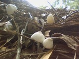 Leucocoprinus cepistipes image