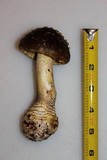 Amanita augusta image