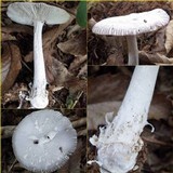 Amanita huijsmanii image