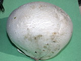 Handkea utriformis var. hungarica image