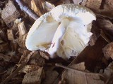Leucocoprinus cepistipes image