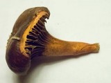 Chroogomphus vinicolor image
