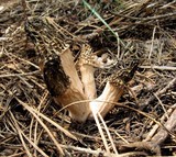 Morchella snyderi image
