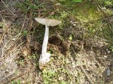 Amanita sect. Vaginatae image