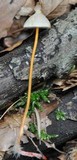 Mycena crocata image