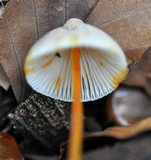 Mycena crocata image