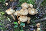 Pholiota squarrosa image