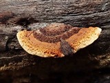 Gloeophyllum sepiarium image