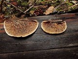 Gloeophyllum sepiarium image