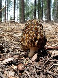 Morchella snyderi image