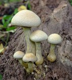 Gymnopilus luteus image