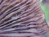 Chroogomphus tomentosus image