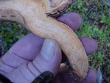 Chroogomphus tomentosus image