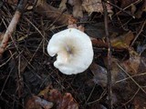 Hygrophorus occidentalis image