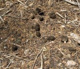 Morchella snyderi image