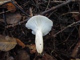 Hygrophorus occidentalis image