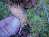 Chroogomphus tomentosus image