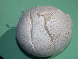 Handkea utriformis var. hungarica image