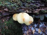 Pholiota alnicola image