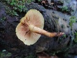 Pholiota alnicola image